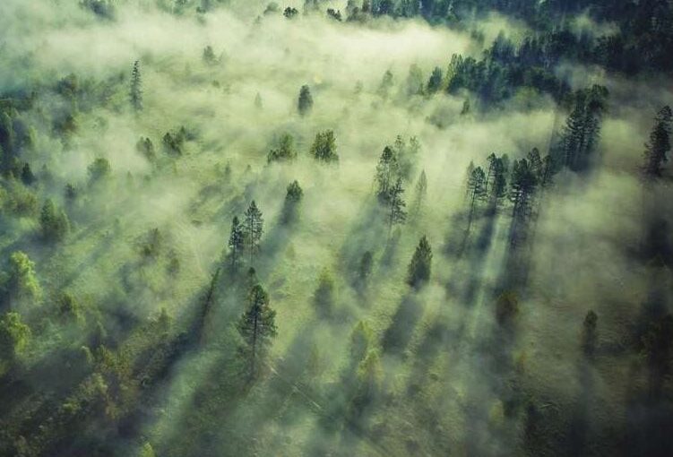 «Ліси України»: Збори, Рубки та Тендери. Роль Ю. Болоховця